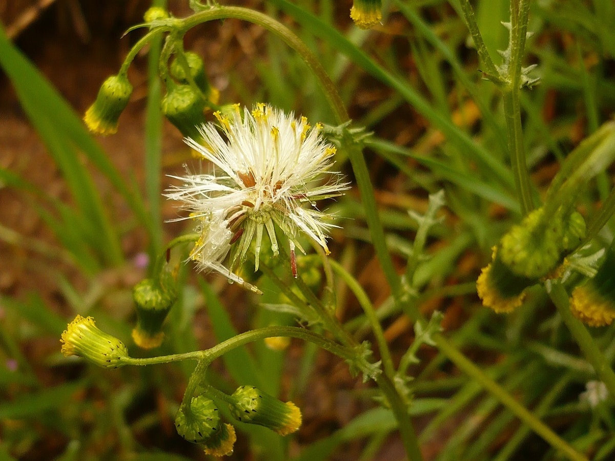 Senecio vulgaris subsp. vulgaris (Asteraceae)